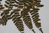 亞粗毛鱗蓋蕨藏品圖，第3張