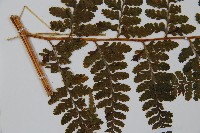 亞粗毛鱗蓋蕨藏品圖，第4張