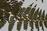 亞粗毛鱗蓋蕨藏品圖，第5張