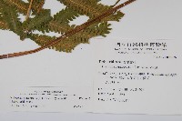 密毛毛蕨藏品圖，第2張