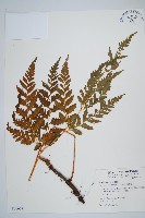 闊葉骨碎補藏品圖，第1張