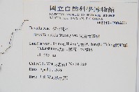 闊葉骨碎補藏品圖，第2張