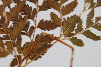 闊葉骨碎補藏品圖，第3張