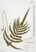 毛蕨藏品圖，第1張