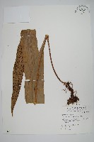 星蕨藏品圖，第1張