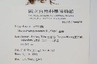 星蕨藏品圖，第2張