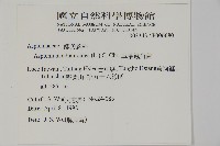 革葉鐵角蕨藏品圖，第2張