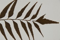 革葉鐵角蕨藏品圖，第3張