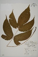 南投三叉蕨藏品圖，第1張