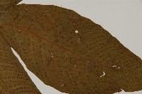 南投三叉蕨藏品圖，第3張