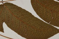 南投三叉蕨藏品圖，第4張