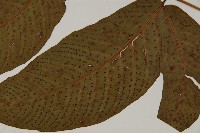 南投三叉蕨藏品圖，第5張