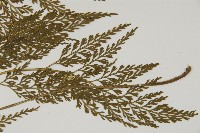 骨碎補鐵角蕨藏品圖，第2張