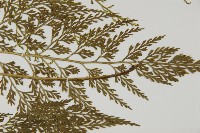 骨碎補鐵角蕨藏品圖，第3張