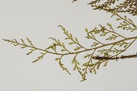 骨碎補鐵角蕨藏品圖，第4張