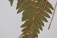 邊緣鱗蓋蕨藏品圖，第3張