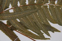 邊緣鱗蓋蕨藏品圖，第4張