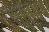 邊緣鱗蓋蕨藏品圖，第5張