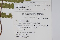 密毛毛蕨藏品圖，第2張