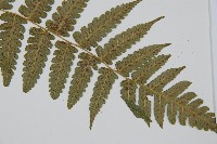 刺柄雙蓋蕨藏品圖，第3張