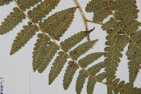 刺柄雙蓋蕨藏品圖，第4張