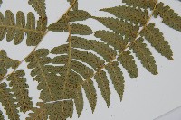 刺柄雙蓋蕨藏品圖，第5張