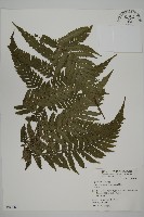 肋毛蕨藏品圖，第1張