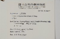 肋毛蕨藏品圖，第2張