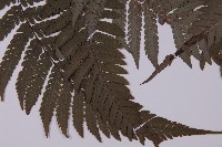 肋毛蕨藏品圖，第3張