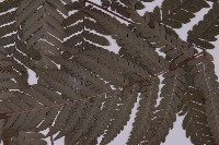 肋毛蕨藏品圖，第4張