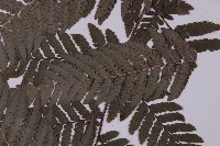 肋毛蕨藏品圖，第5張