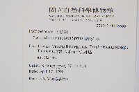 福氏石松藏品圖，第2張