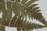 刺柄雙蓋蕨藏品圖，第3張