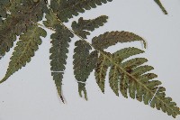 刺柄雙蓋蕨藏品圖，第5張