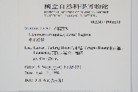 密毛蒿蕨藏品圖，第2張