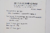 韓氏耳蕨藏品圖，第2張