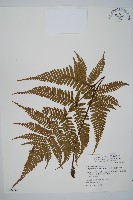 臺灣鱗毛蕨藏品圖，第1張