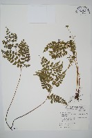 三角葉陵齒蕨藏品圖，第1張