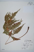 小葉複葉耳蕨藏品圖，第1張