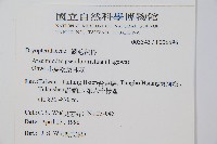 小葉複葉耳蕨藏品圖，第2張