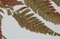 小葉複葉耳蕨藏品圖，第3張