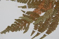 小葉複葉耳蕨藏品圖，第4張