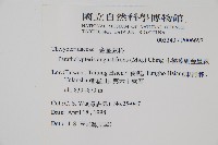 小梯葉副金星蕨藏品圖，第2張