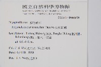 尖葉耳蕨藏品圖，第2張