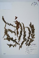 瓶蕨藏品圖，第1張