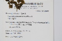 瓶蕨藏品圖，第2張