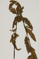 裂葉鐵角蕨藏品圖，第4張