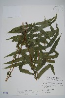 擬毛蕨藏品圖，第1張