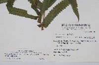 擬毛蕨藏品圖，第2張