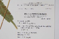 傅氏鳳尾蕨藏品圖，第2張